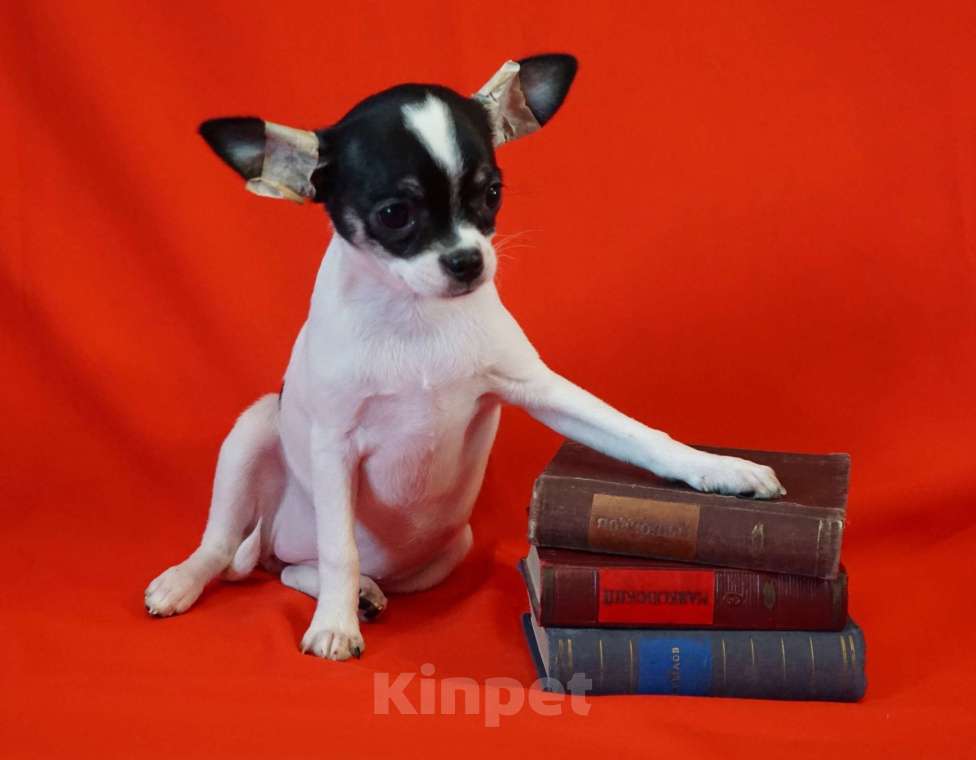 Собаки в Кудрово: Бело- черная девочка Девочка, 60 000 руб. - фото 2