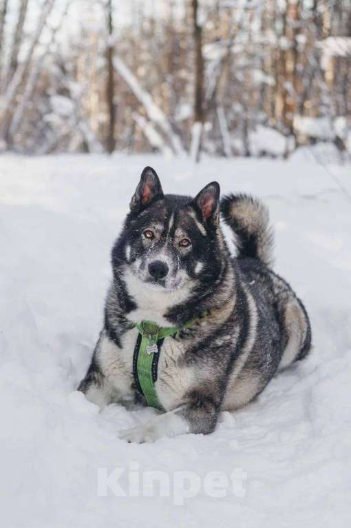 Собаки в Москве: Басти ищет дом Мальчик, Бесплатно - фото 1
