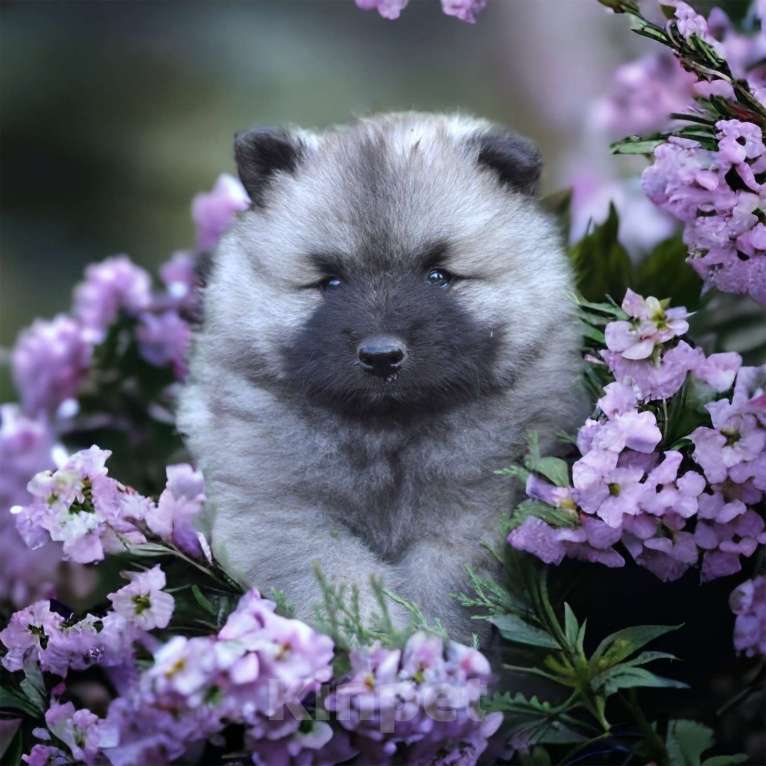 Собаки в Москве: Щенки кеесхонда (вольфшпица) Мальчик, 38 000 руб. - фото 3