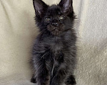 Кошки в Дмитрове: Черный сОлидный мальчик мейн кун Мальчик, 50 000 руб. - фото 5