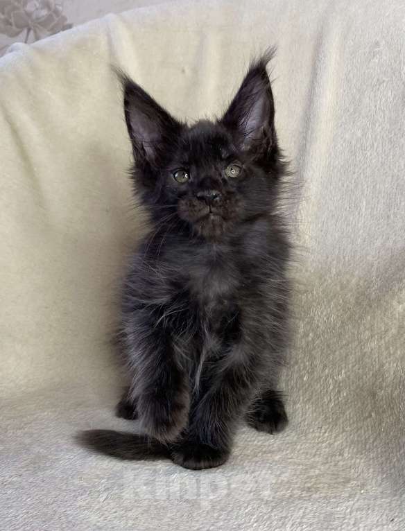Кошки в Дмитрове: Черный сОлидный мальчик мейн кун Мальчик, 50 000 руб. - фото 5