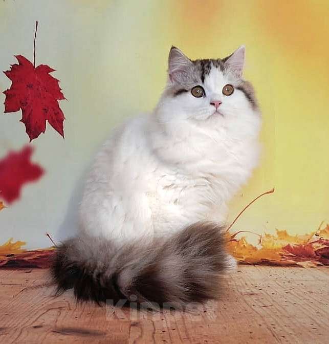 Кошки в Самаре: кот Кристал Мальчик, 15 000 руб. - фото 1
