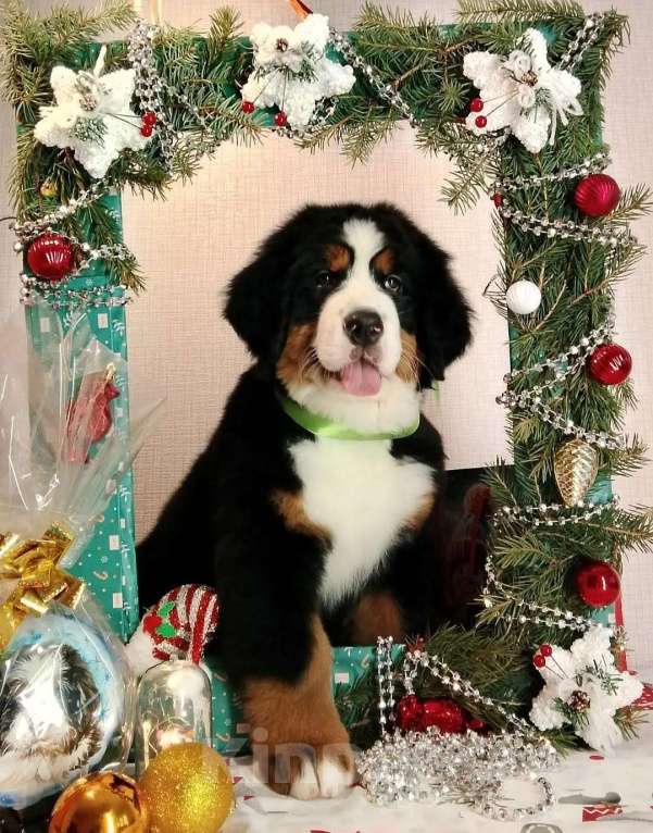 Собаки в Новосибирске: Бернский зенненхунд Девочка, 150 000 руб. - фото 2