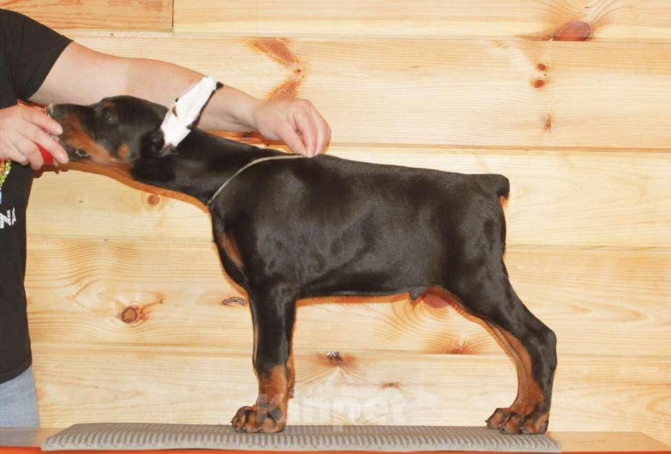 Собаки в других городах Ленинградской области: Щенок добермана Мальчик, 140 000 руб. - фото 3