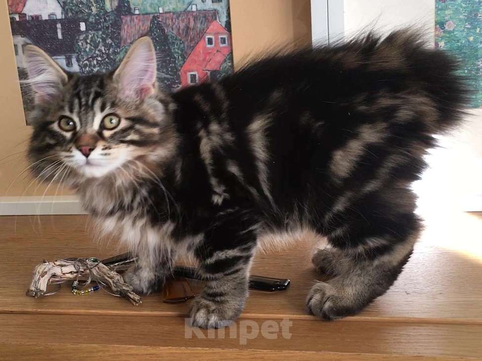 Кошки в Москве: Hunter SPAWN POINT Мальчик, 60 000 руб. - фото 4