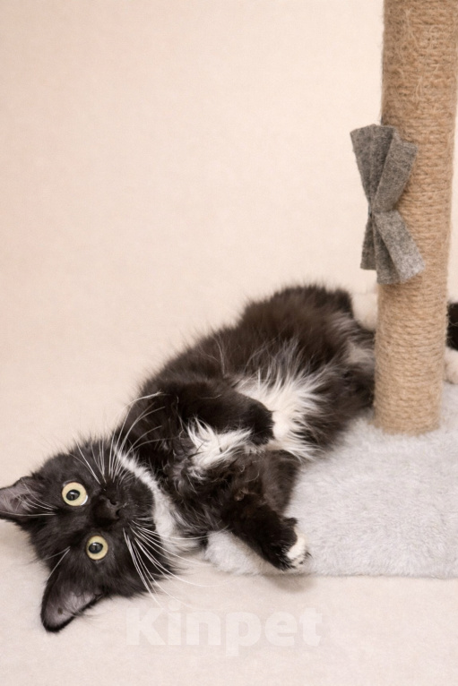 Кошки в Москве: Котенок Гвоздика скорее хочет на ручки Девочка, Бесплатно - фото 4