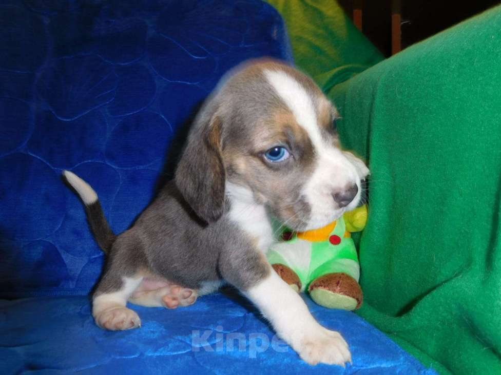 Собаки в Москве: Биглики Девочка, 40 000 руб. - фото 4