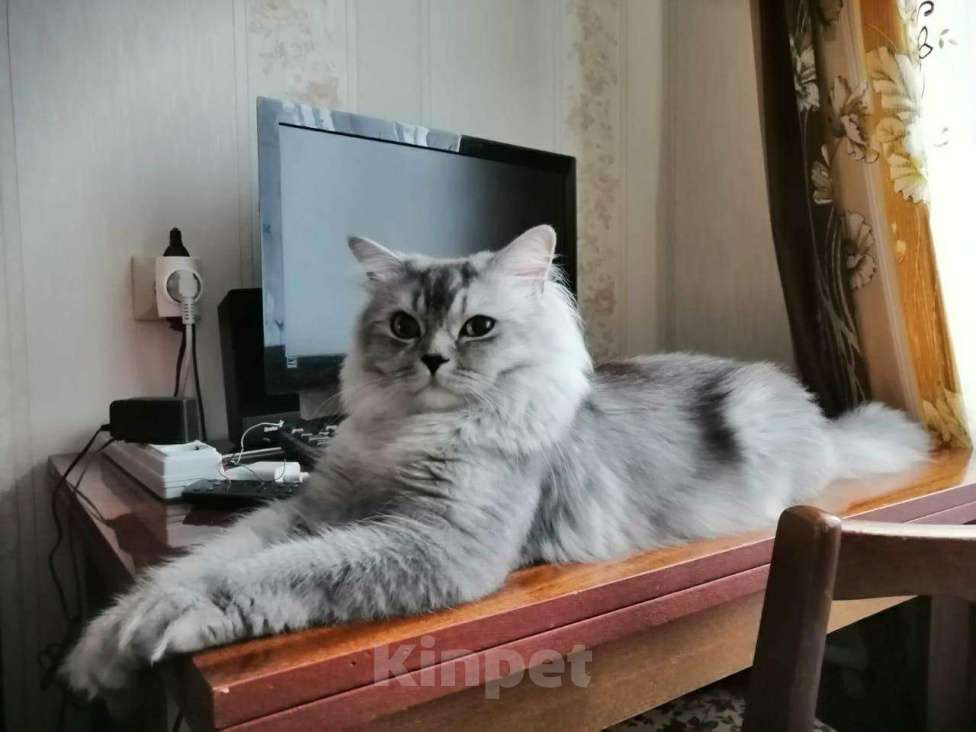 Кошки в Чебоксарах: Кот ищет кошечку на вязку., 800 руб. - фото 1