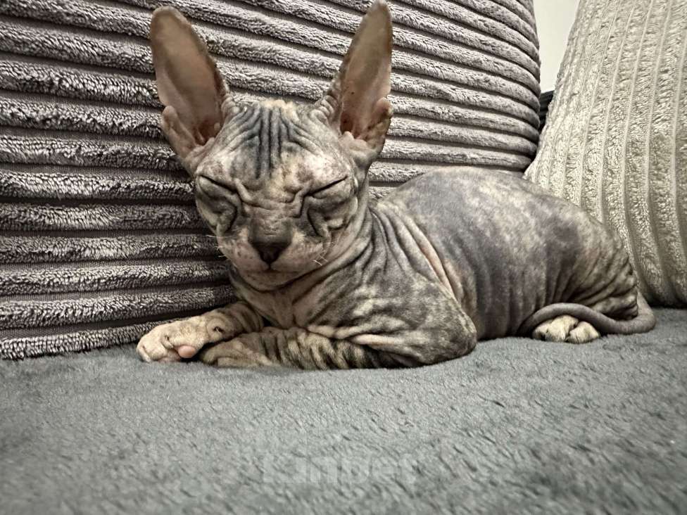 Кошки в Казани: Донской сфинкс котята Разнополые, 25 000 руб. - фото 7