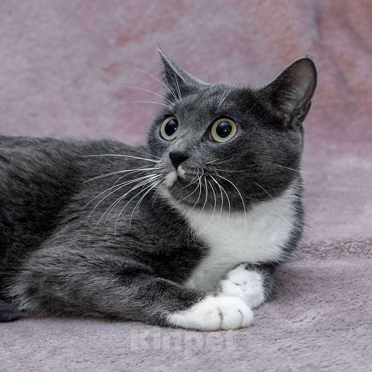 Кошки в Москве: Маленькая героиня с большим сердцем Девочка, Бесплатно - фото 6