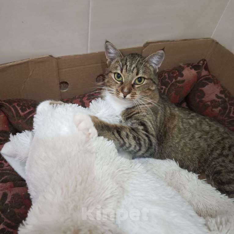 Кошки в Калуге: Кошка Девочка, Бесплатно - фото 3