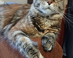 Кошки в Новоалександровске: Чистокровные котята мейн-кун 🐾 Мальчик, 30 000 руб. - фото 7