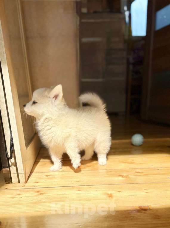 Собаки в Балашихе: Помски мальчик Брюс, великолепный малыш.  Мальчик, 60 000 руб. - фото 7