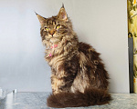 Кошки в Москве: Котёнок Мейн-кун Девочка Девочка, 45 000 руб. - фото 7