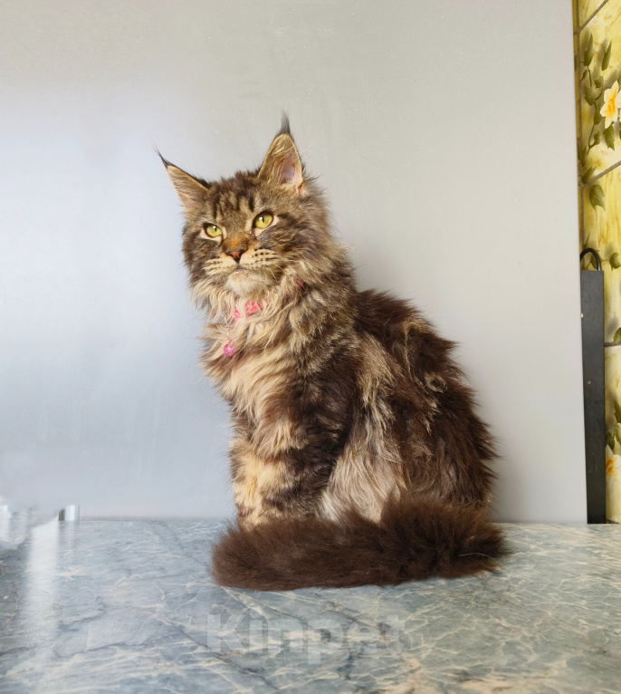 Кошки в Москве: Котёнок Мейн-кун Девочка Девочка, 45 000 руб. - фото 7