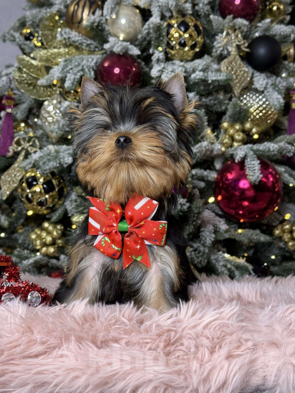 Собаки в Москве: Йоркширский терьер мальчик  Мальчик, 55 000 руб. - фото 7