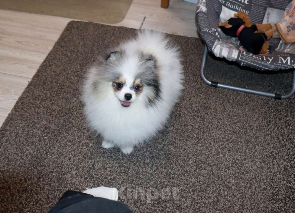 Собаки в Москве: Самый нарядный МРАМОРНЫЙ шпиц Мальчик, 39 000 руб. - фото 3