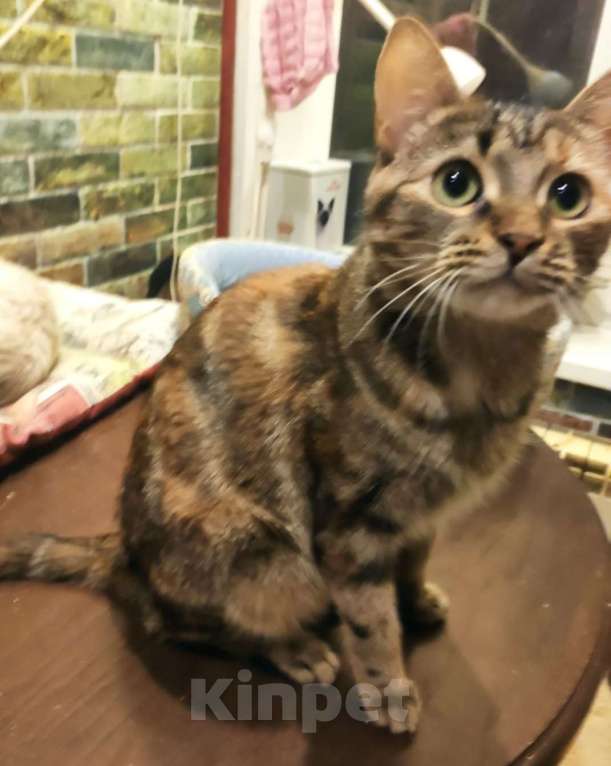 Кошки в Москве: Мюсли мечтает стать домашней кошечкой! Девочка, Бесплатно - фото 2