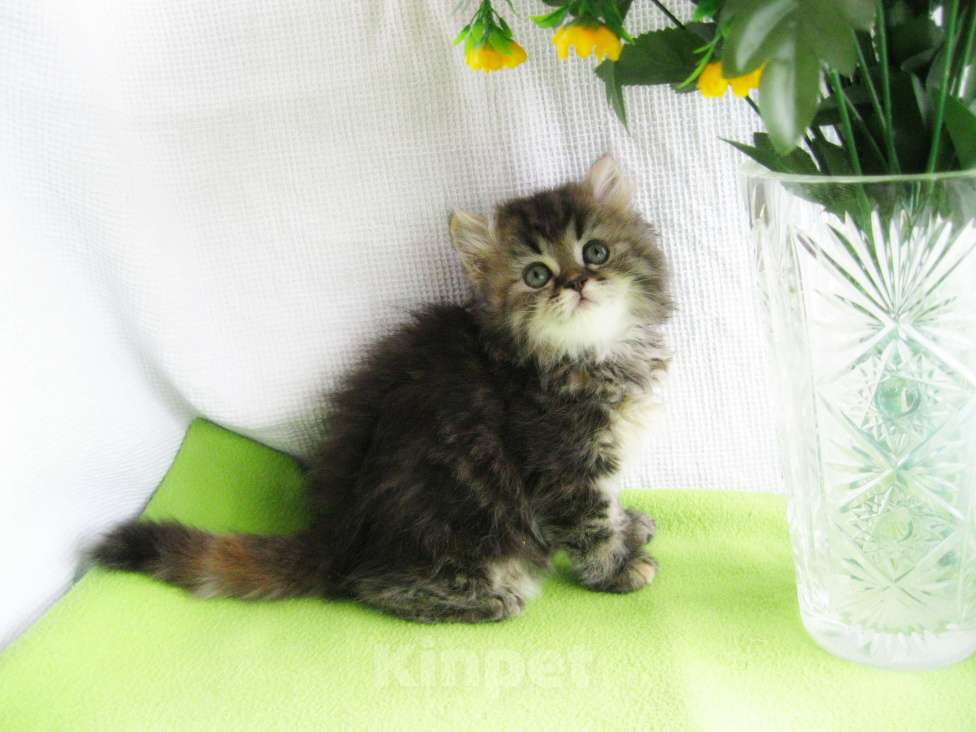 Кошки в Ставрополе: Чистокровная шотландская кошечка Девочка, 5 000 руб. - фото 3