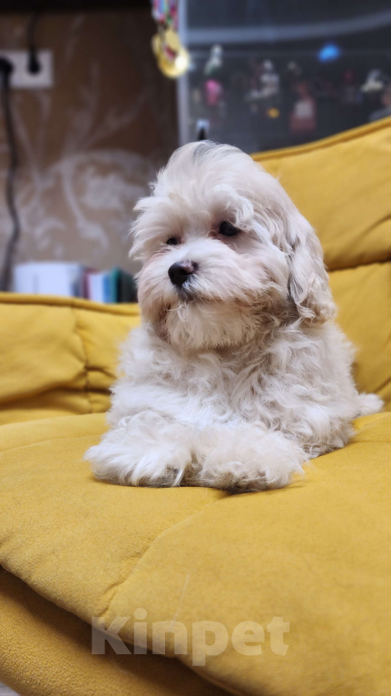 Собаки в Москве: Мальтипу ф1 мальчик Мальчик, 65 000 руб. - фото 2