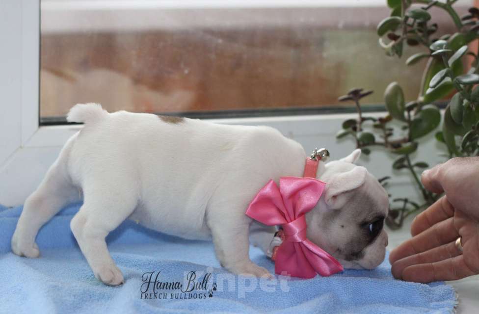 Собаки в Москве: Белая девочка французский бульдог в палевой шапочке Девочка, 70 000 руб. - фото 3