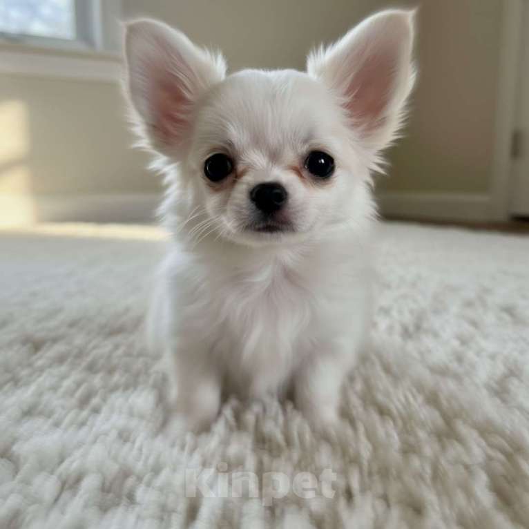 Собаки в Москве: Чихуахуа мини мальчик дш Мальчик, 80 000 руб. - фото 2