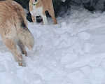 Собаки в Красногорске: щенок Каспер в добрые руки Мальчик, Бесплатно - фото 8