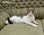 Кошки в Санкт-Петербурге: Котенок-подросток Рублик очень хочет стать домашним Мальчик, Бесплатно - фото 4