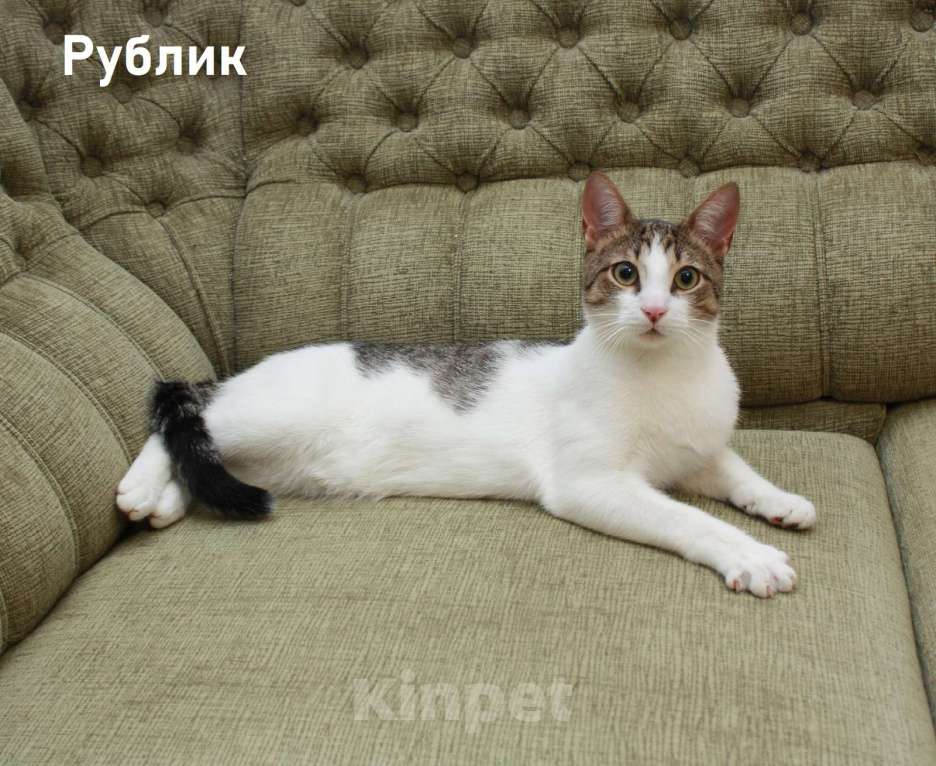 Кошки в Санкт-Петербурге: Котенок-подросток Рублик очень хочет стать домашним Мальчик, Бесплатно - фото 4