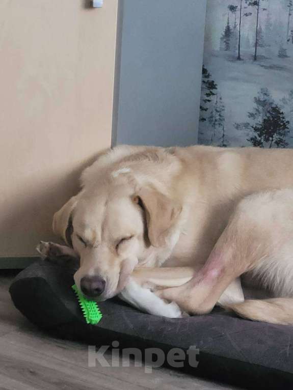 Собаки в Королеве: Пес в добрые руки Мальчик, Бесплатно - фото 6