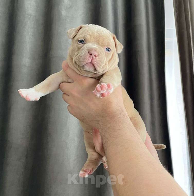 Собаки в Воронеже: Щенок американского булли мальчик Мальчик, 100 000 руб. - фото 2