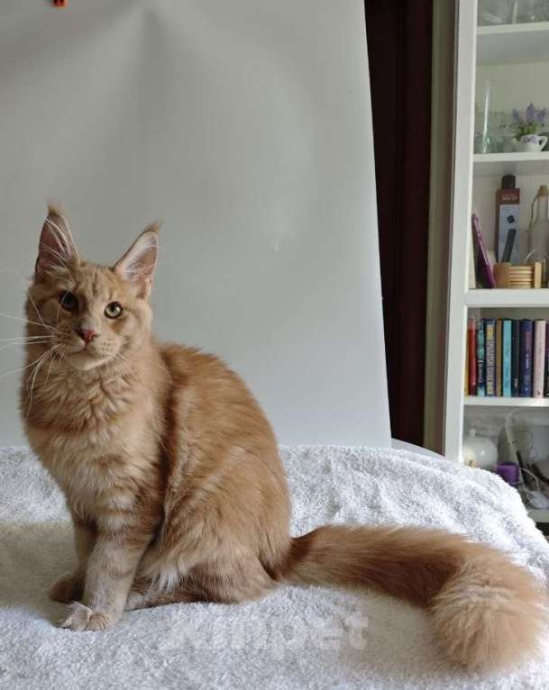 Кошки в Чайковском: Мальчик Мейн кун. MCO окрас - e 09 кремовый с белым Мальчик, 45 000 руб. - фото 3