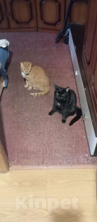 Кошки в Туле: Котики в добрые руки Мальчик, Бесплатно - фото 1