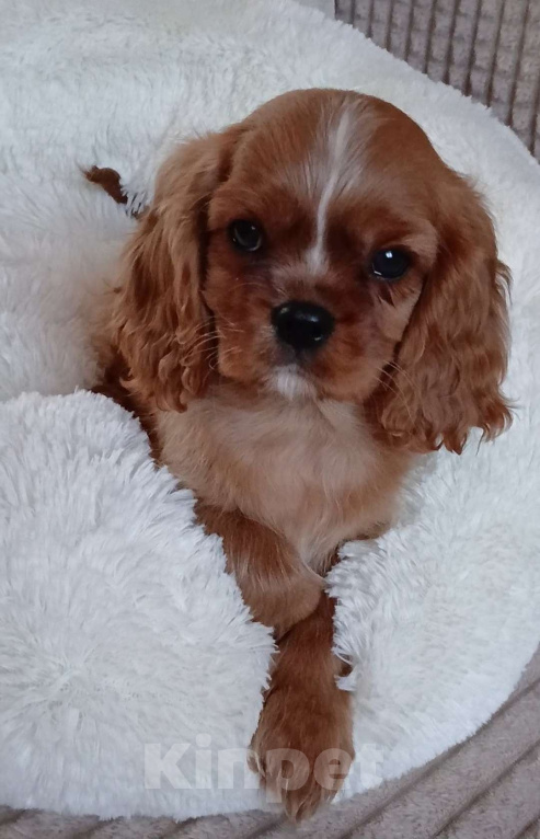 Собаки в Москве: Мальчик Кавалер Кинг Чарльз спаниель  Мальчик, Бесплатно - фото 1