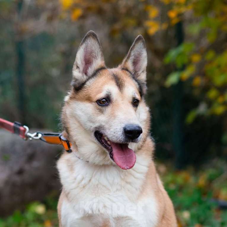 Собаки в Санкт-Петербурге: Красивый активный пёс Маффин ищет дом Мальчик, Бесплатно - фото 9