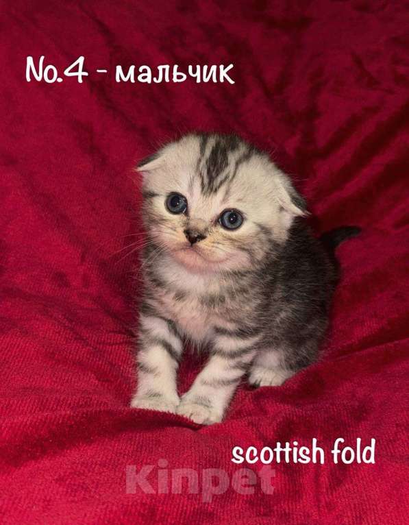 Кошки в Перми: Шотландский котенок скоттиш-фолд, мальчик Мальчик, 8 000 руб. - фото 1