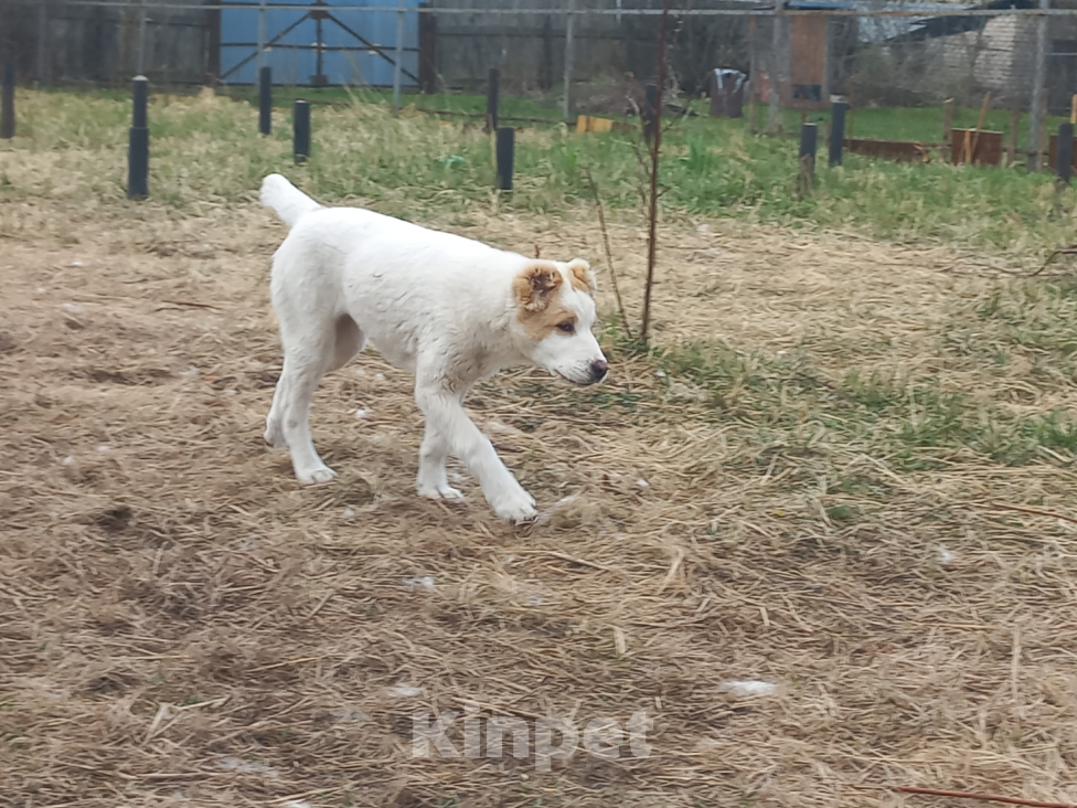 Собаки в Смоленске: Щенки САО (алабай) Девочка, 30 000 руб. - фото 3