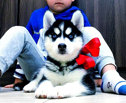 щенки хаски разных окрасов