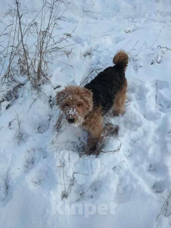 Собаки в Щелково: Потерялась собака Девочка, Бесплатно - фото 1