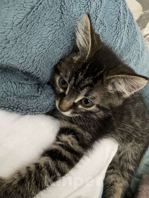 Кошки в Москве: Игривый котёнок Мальчик, 1 руб. - фото 5