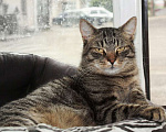 Кошки в Калуге: Тигран Потапыч, настоящий полосатый кот. В добрые руки. Мальчик, Бесплатно - фото 4