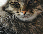 Кошки в Кувшиново: Кот Барсик ищет добрых хозяев, Бесплатно - фото 7