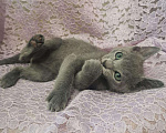 Кошки в Ливны: Котенок русский голубой. Породистые котята, 45 000 руб. - фото 4