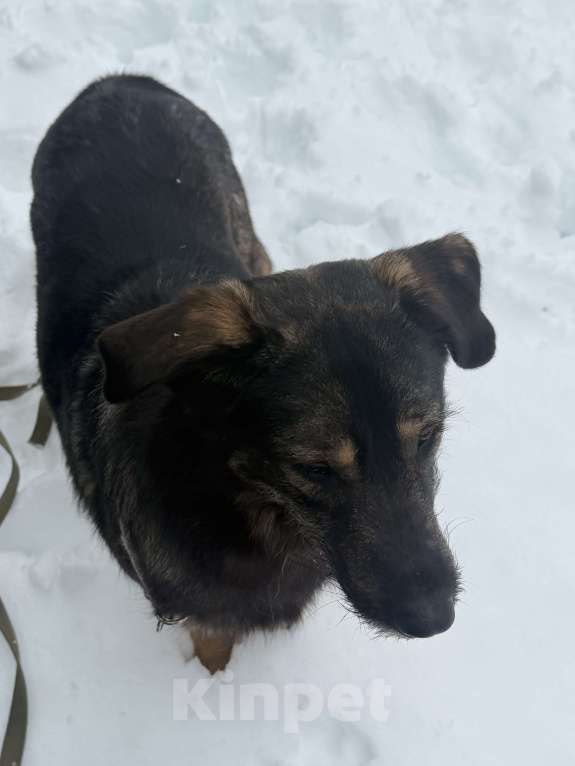 Собаки в других городах Московской области: Собака в добрые руки Мальчик, Бесплатно - фото 3