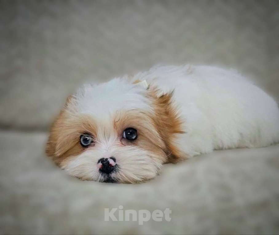 Собаки в Москве: Мальчик Голдберри Диамонд Мальчик, 35 000 руб. - фото 5