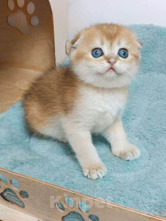 Кошки в Москве: Фëрджи Девочка, 80 000 руб. - фото 4