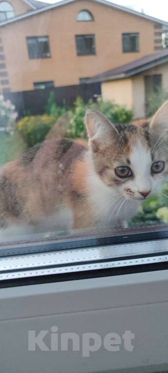 Кошки в Москве: В добрые руки.. Мальчик, 10 руб. - фото 3