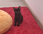 Кошки в Самаре: Котёнок в добрые руки Девочка, Бесплатно - фото 1