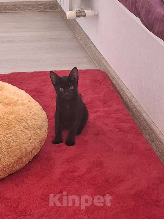 Кошки в Самаре: Котёнок в добрые руки Девочка, Бесплатно - фото 1