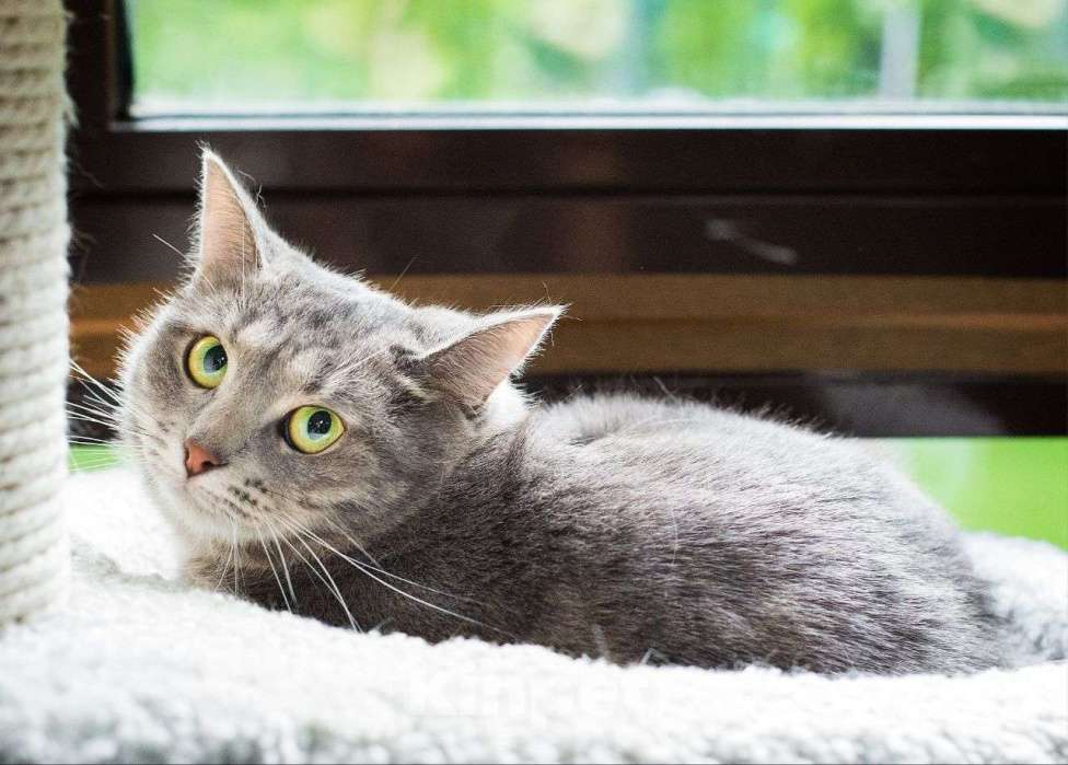 Кошки в Москве: Нубию никто не замечает Девочка, Бесплатно - фото 2